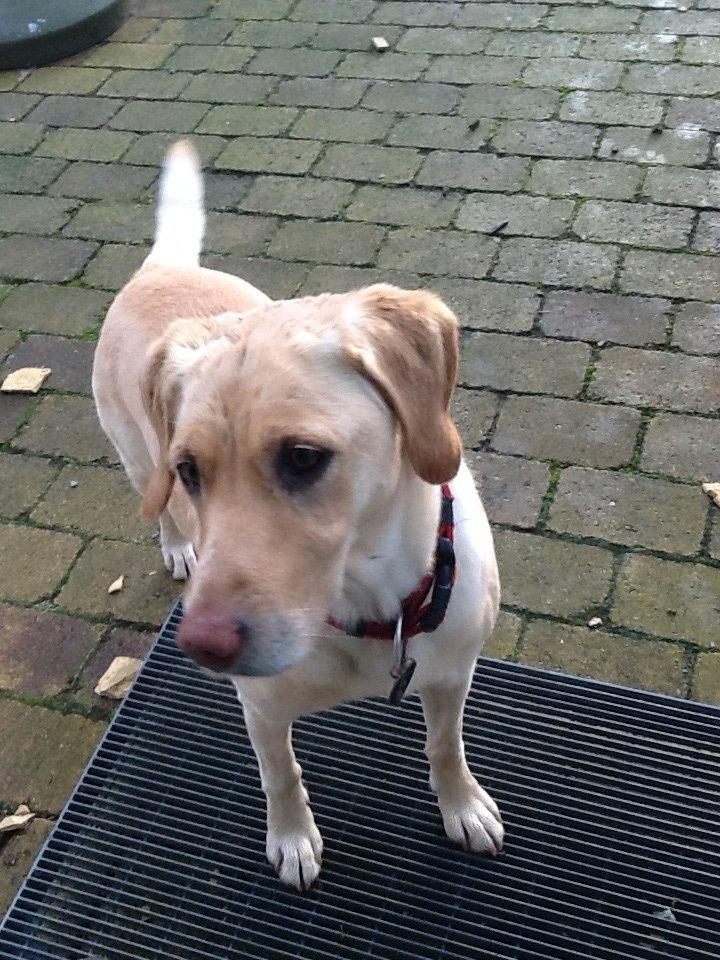 Labrador retriever Bella - Må jeg godt komme ind billede 6