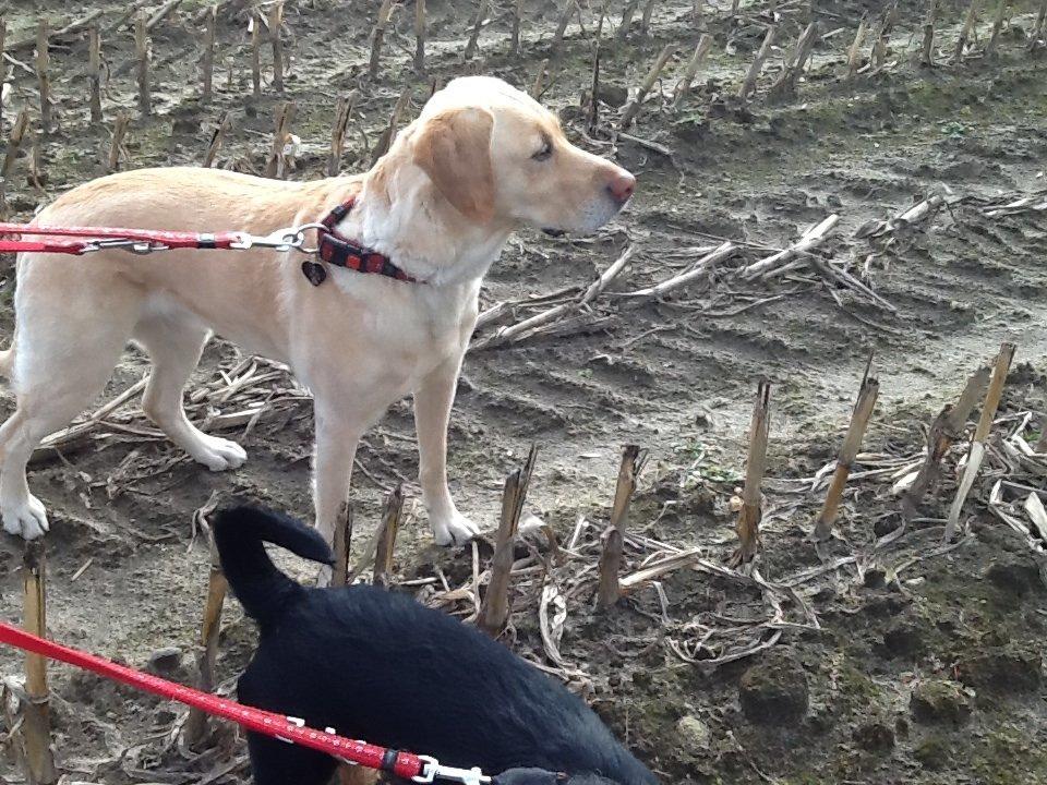 Labrador retriever Bella billede 7