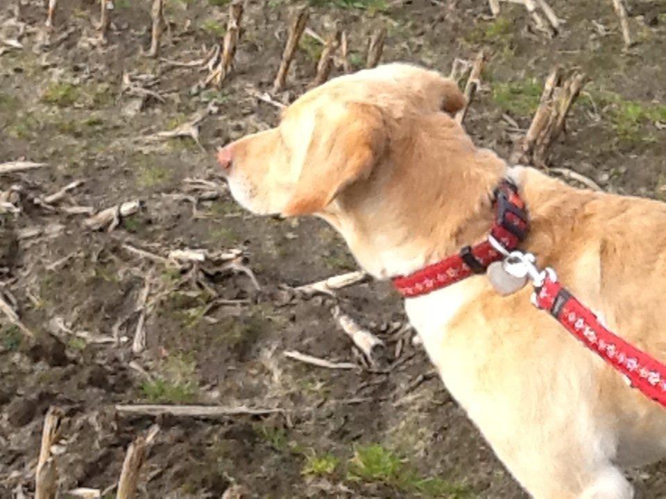 Labrador retriever Bella billede 8