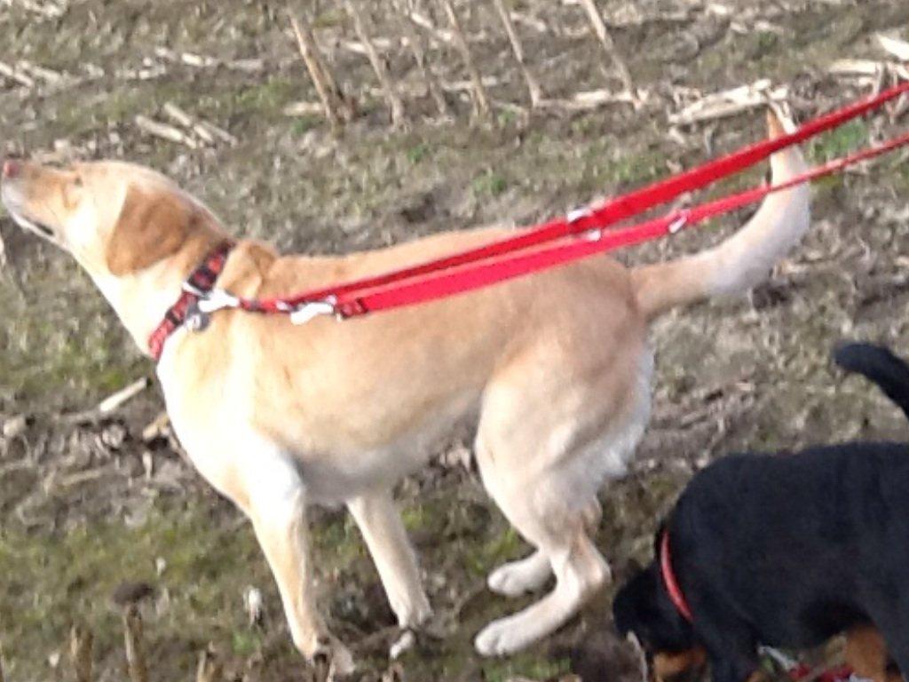 Labrador retriever Bella billede 9