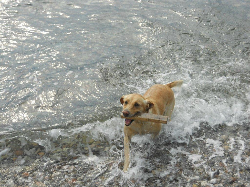 Labrador retriever Bella billede 10