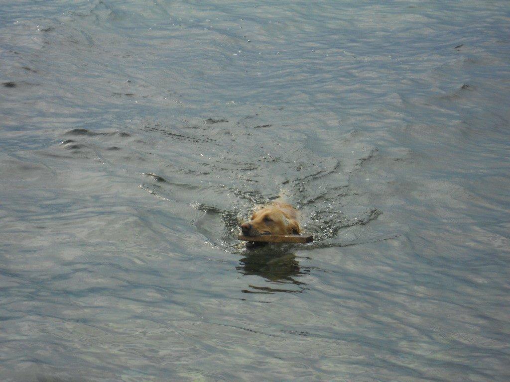 Labrador retriever Bella - Jeg ELSKER at svømme billede 2