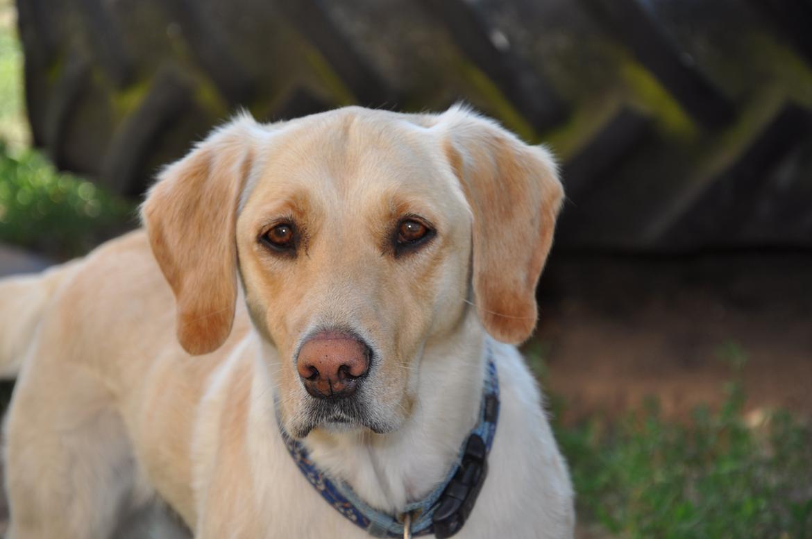 Labrador retriever Bella - Velkommen til Bella billede 1