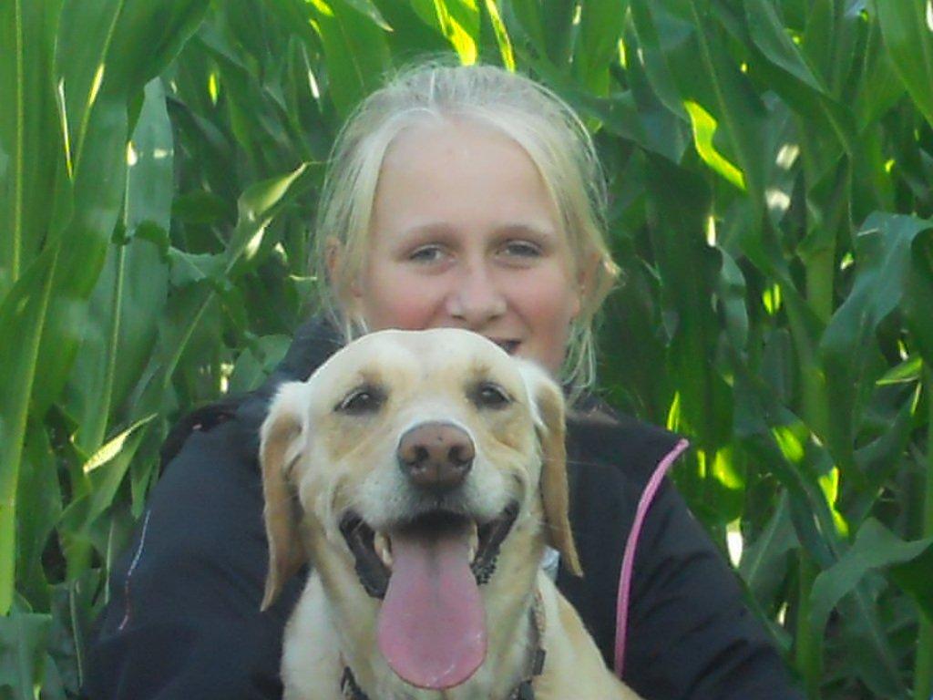 Labrador retriever Bella billede 12