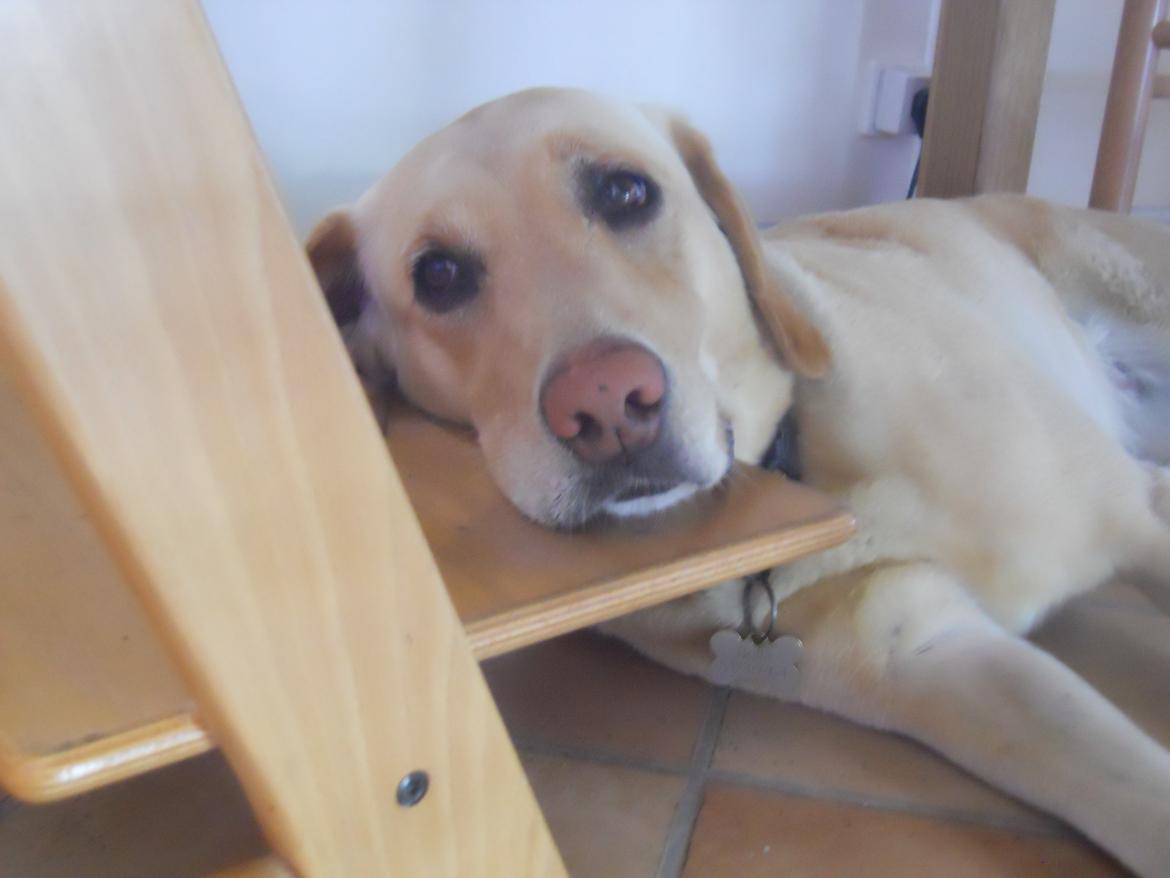 Labrador retriever Bella - SOVE billede 16