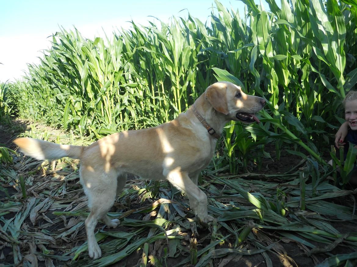 Labrador retriever Bella billede 14