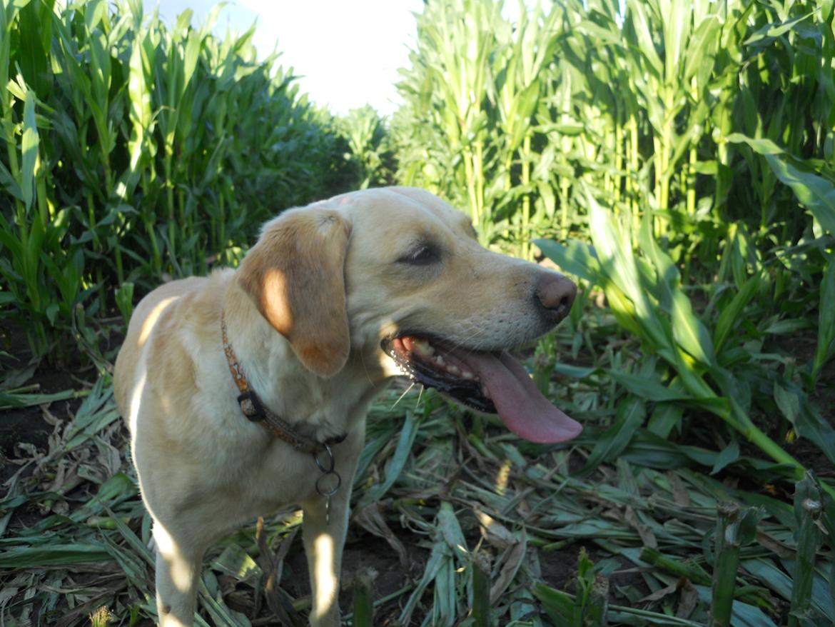 Labrador retriever Bella billede 15