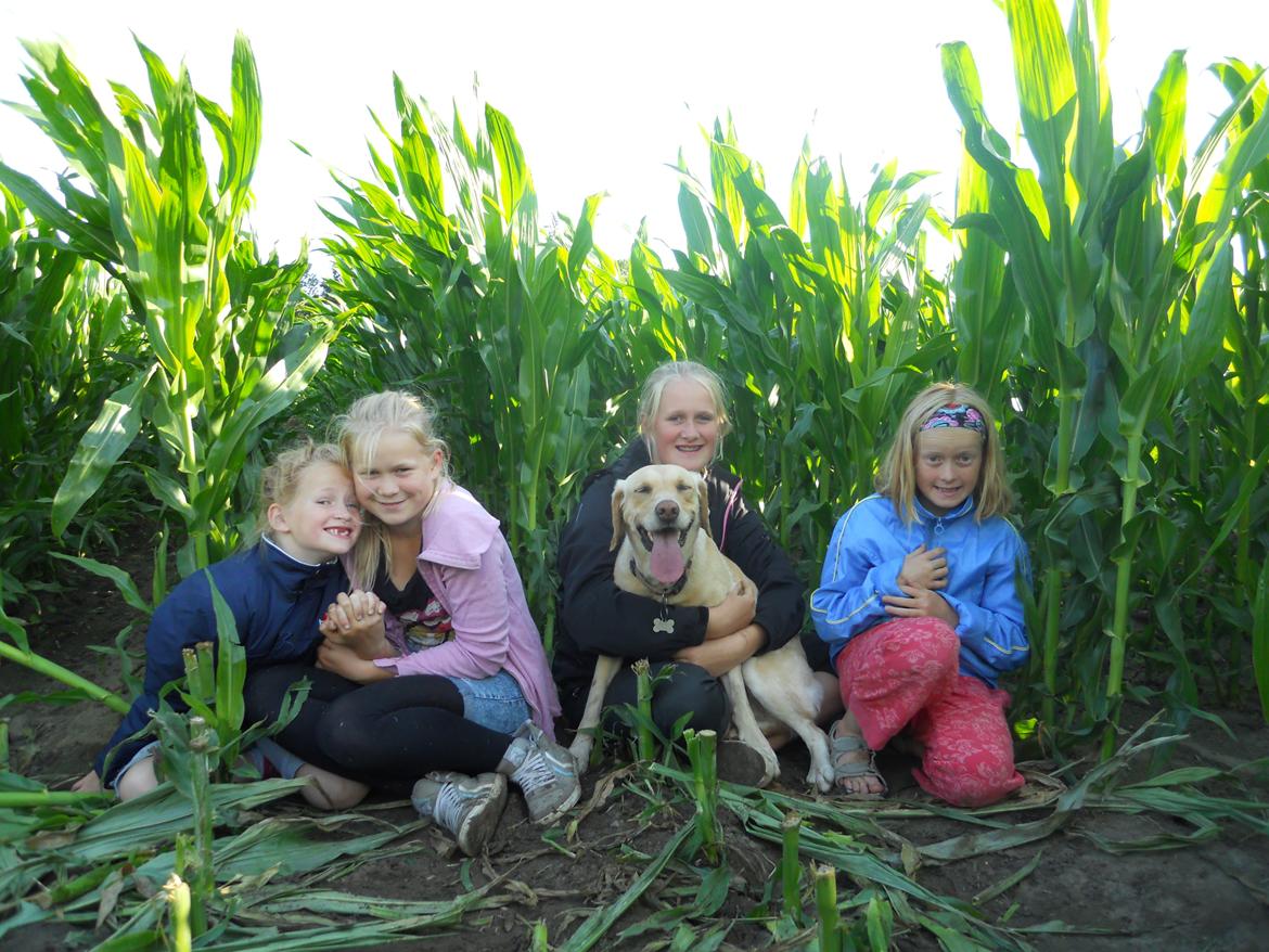 Labrador retriever Bella - i majslabyrinten billede 17