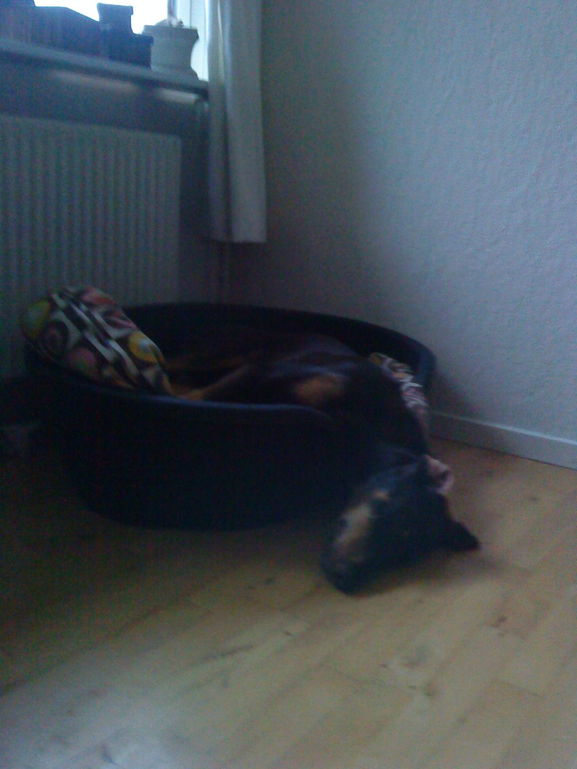 Blanding af racer Kenzo - Tabt hovedet ;) billede 11