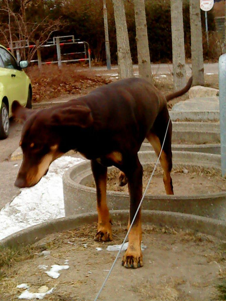 Blanding af racer Kenzo billede 12