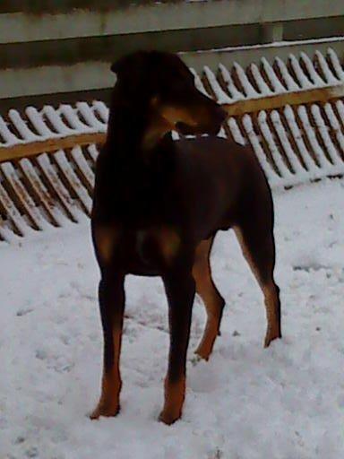 Blanding af racer Kenzo - 200313 i haven. billede 13