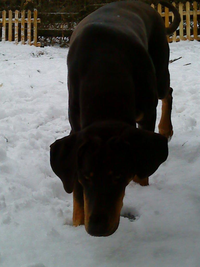 Blanding af racer Kenzo billede 14