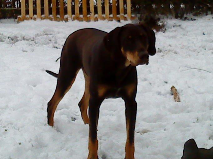 Blanding af racer Kenzo billede 15