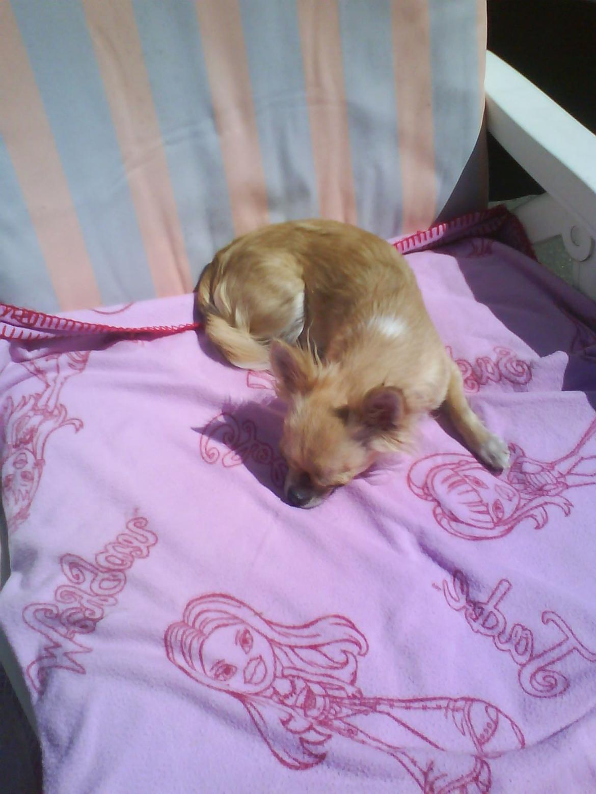 Chihuahua Ditte billede 3