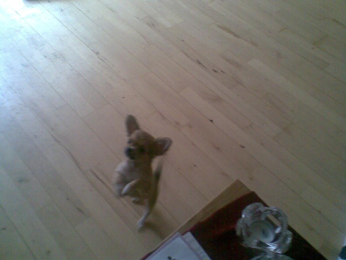 Chihuahua Ditte - Her er hun ca. 10-12 uger billede 4