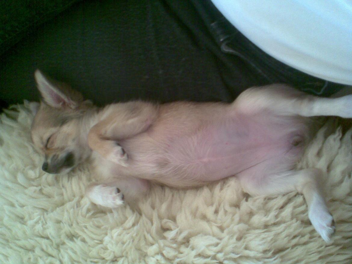 Chihuahua Ditte - ca. 10-12 uger gammel billede 5