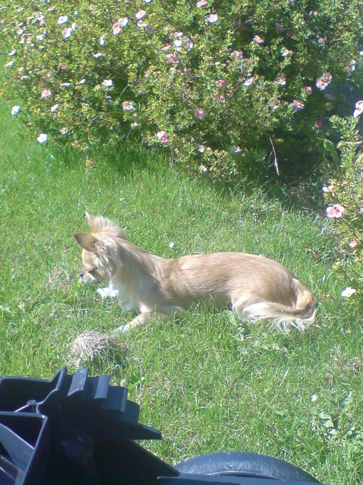 Chihuahua Ditte billede 6