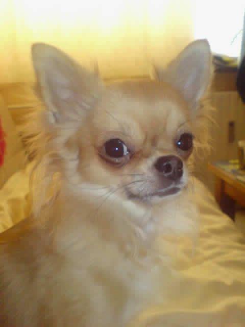 Chihuahua Ditte billede 2