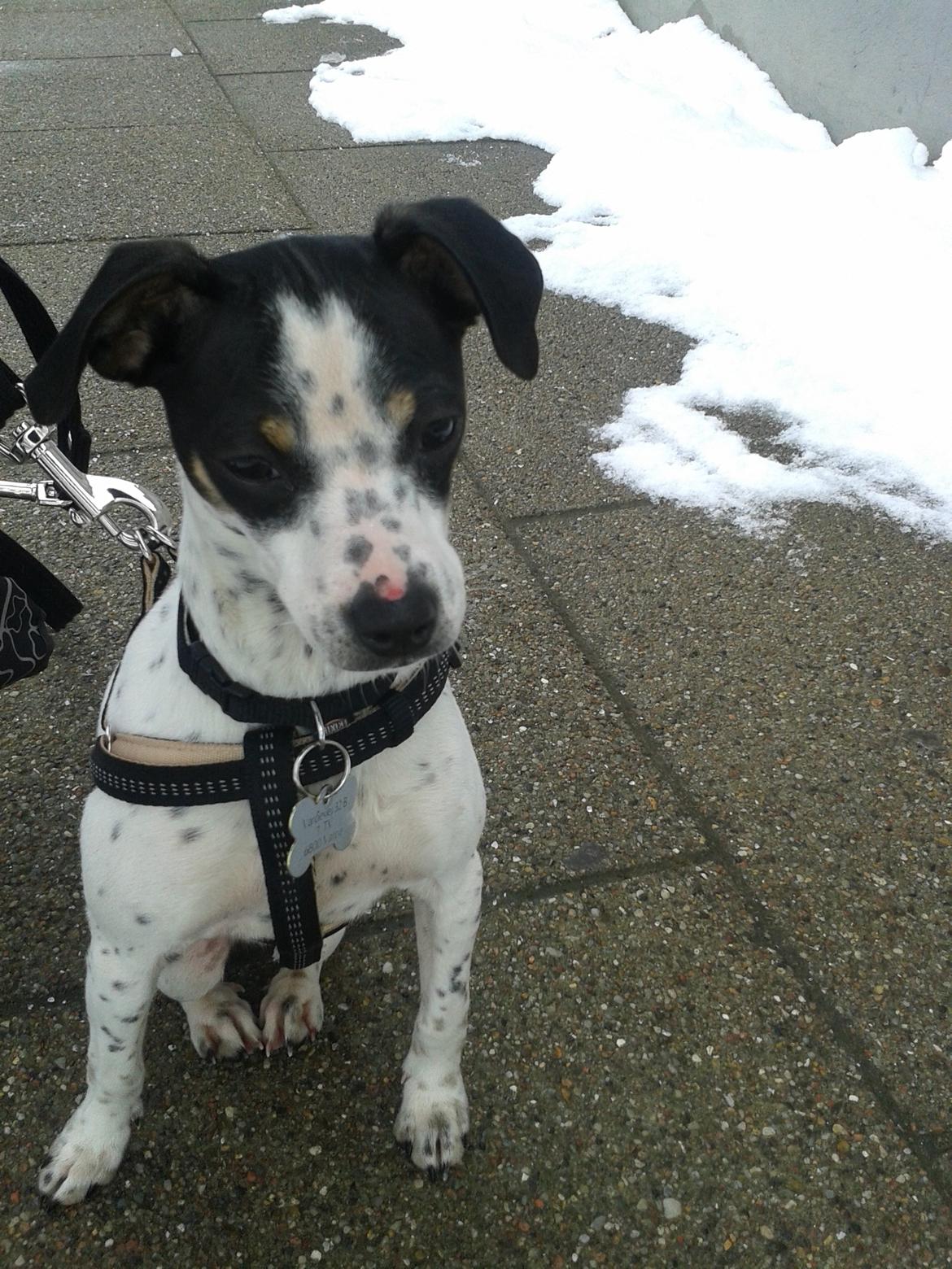 Dansk svensk gaardhund Dixie (bor hos en anden) billede 1