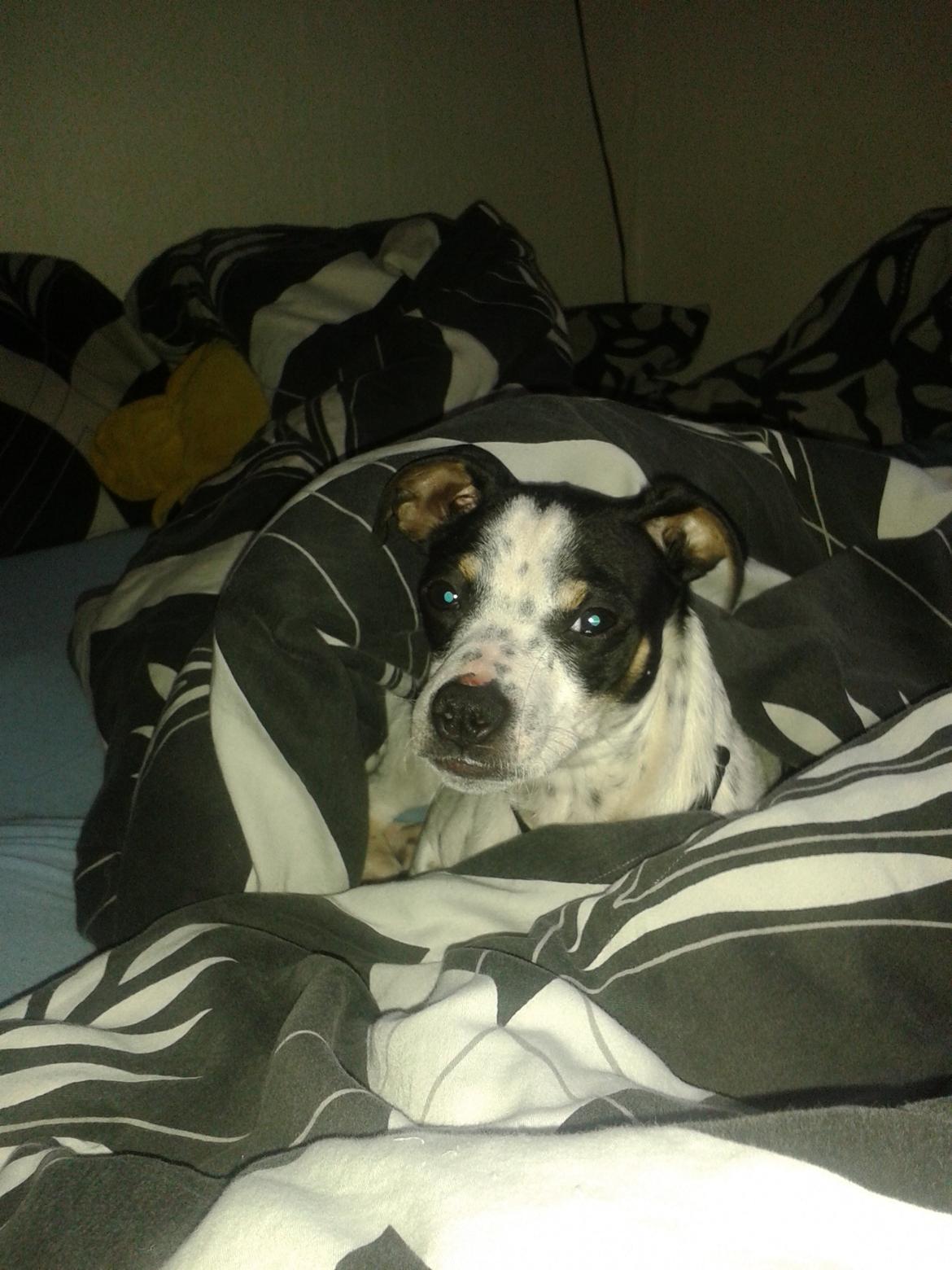 Dansk svensk gaardhund Dixie (bor hos en anden) billede 21