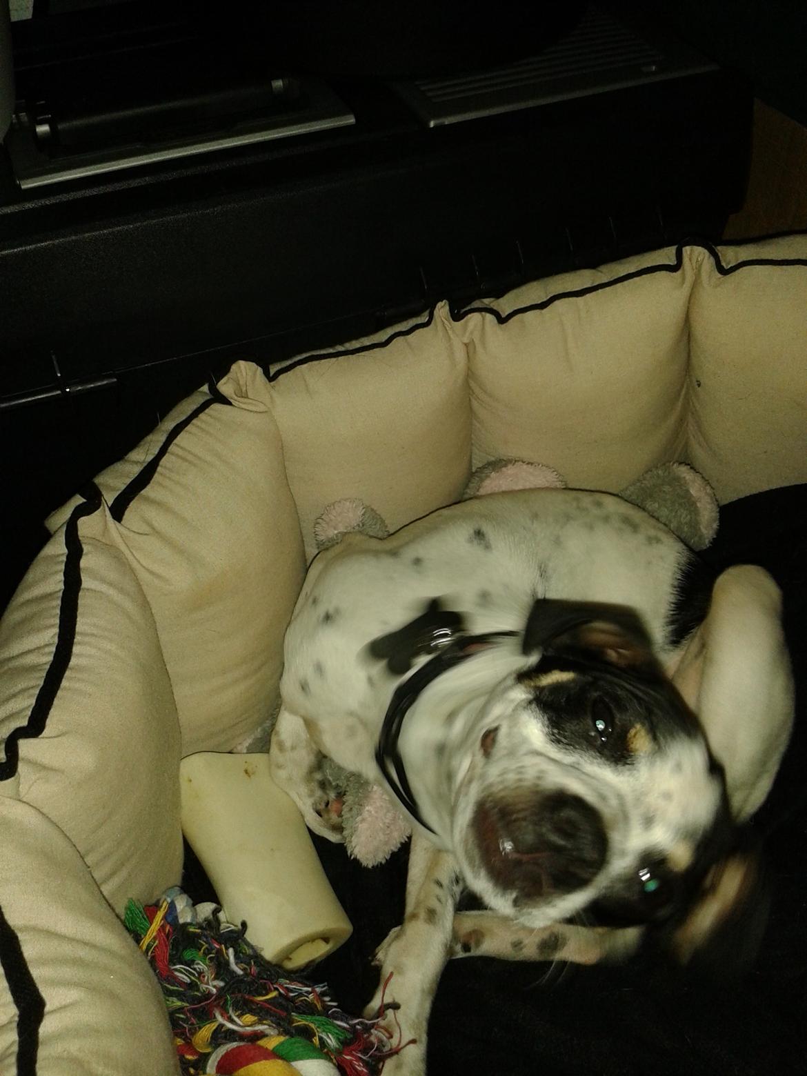 Dansk svensk gaardhund Dixie (bor hos en anden) billede 22