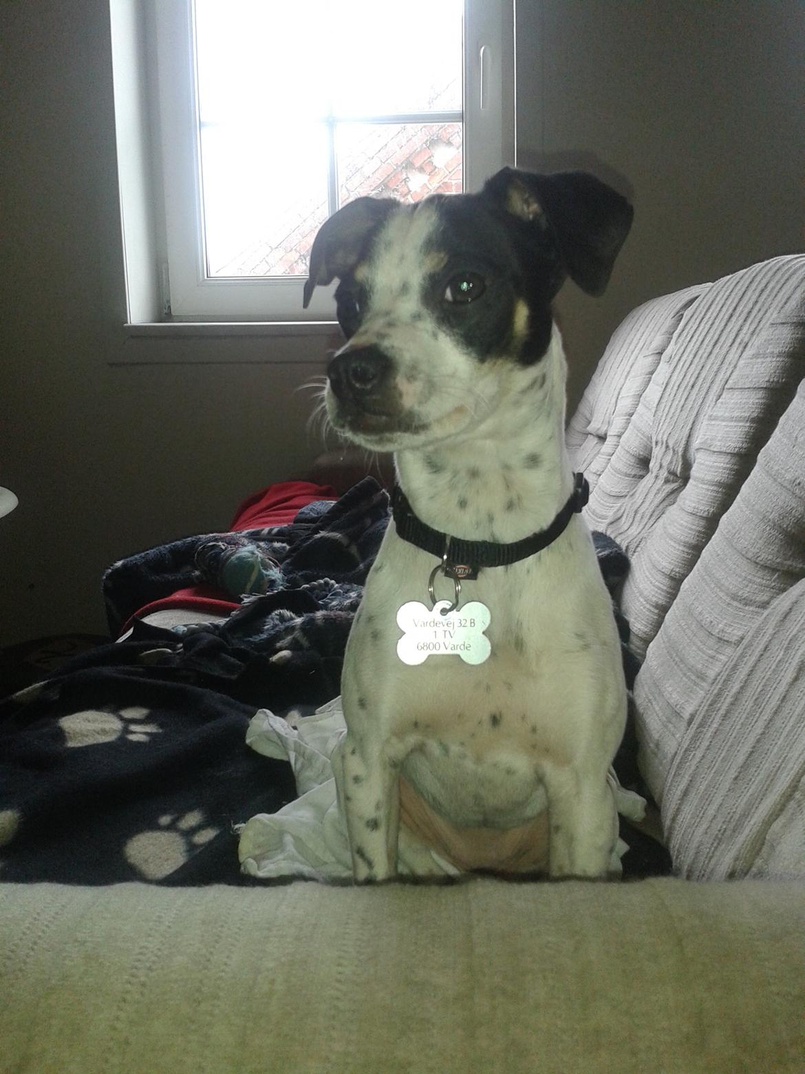 Dansk svensk gaardhund Dixie (bor hos en anden) billede 23