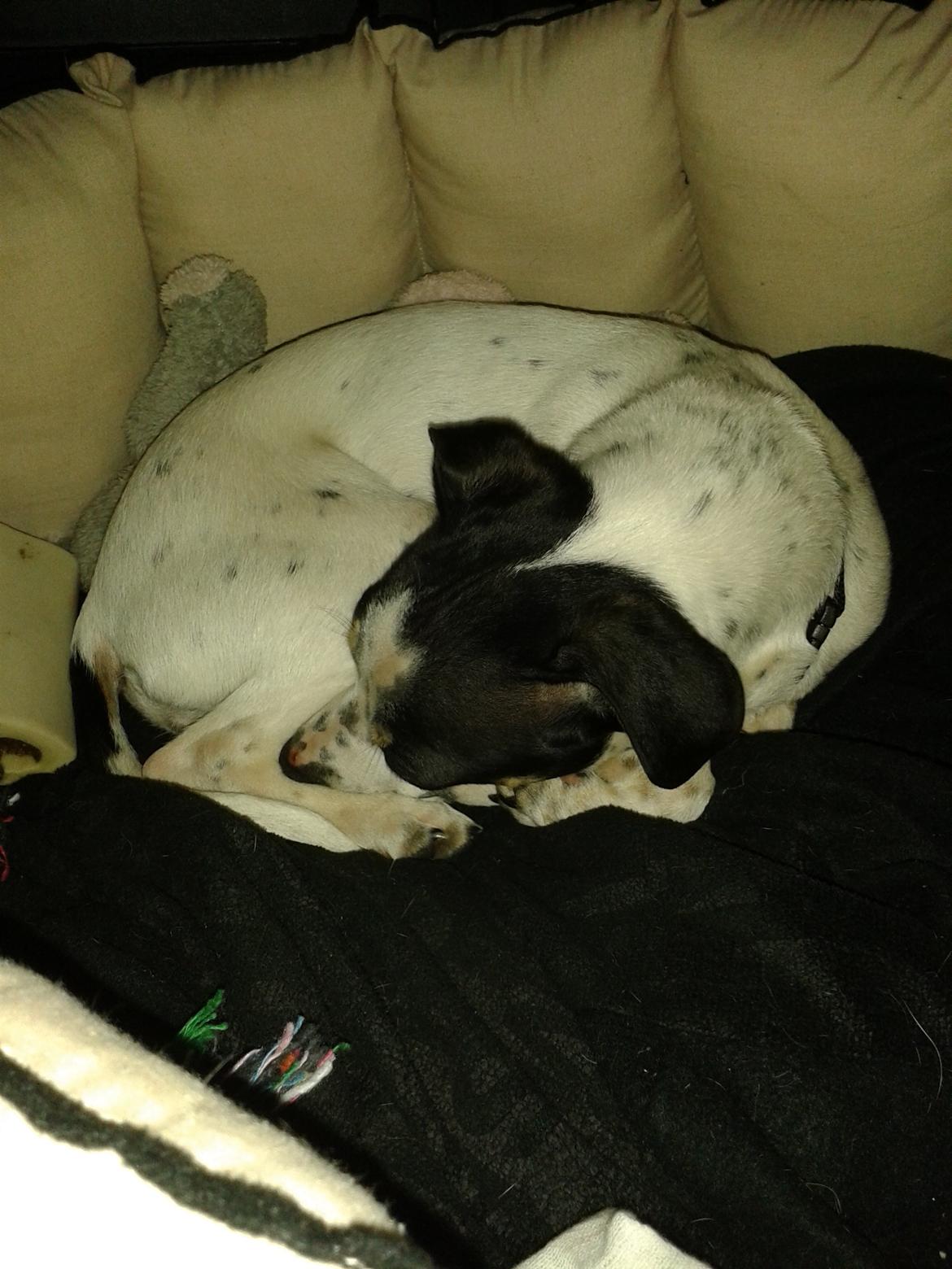 Dansk svensk gaardhund Dixie (bor hos en anden) billede 24