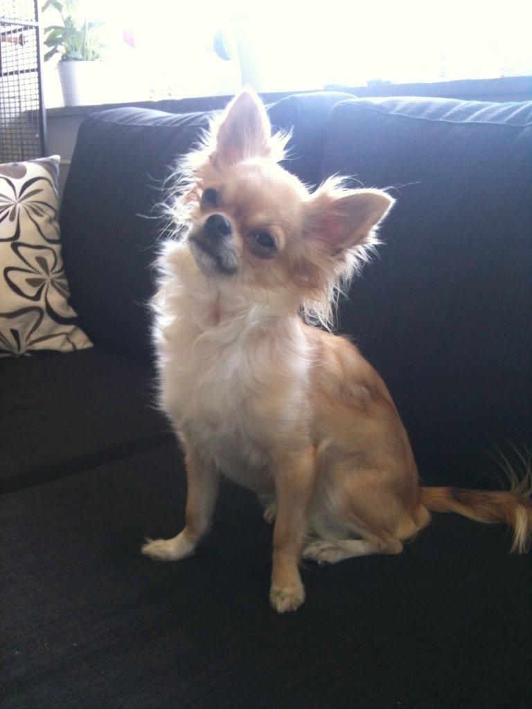 Chihuahua Ditte billede 1