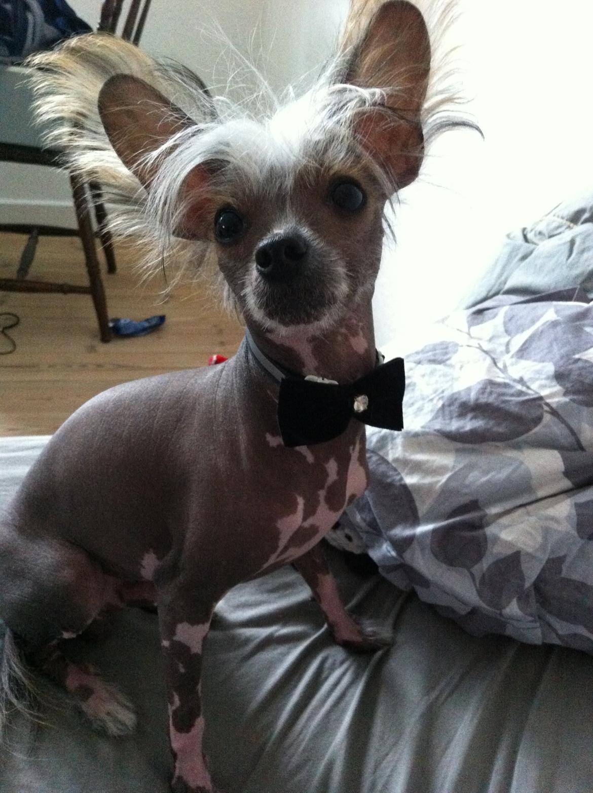 Chinese crested hårløs Manfred billede 2