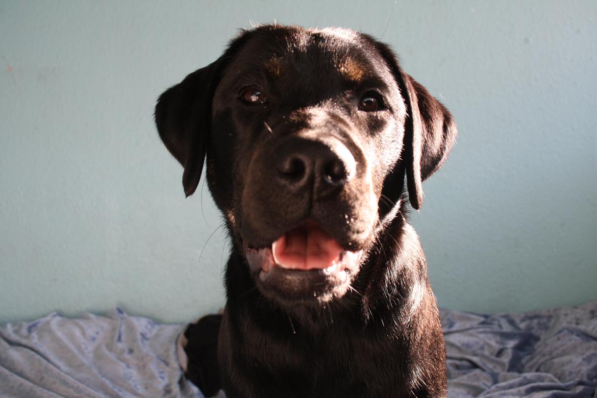 Blanding af racer Bane (*Bain*) billede 1