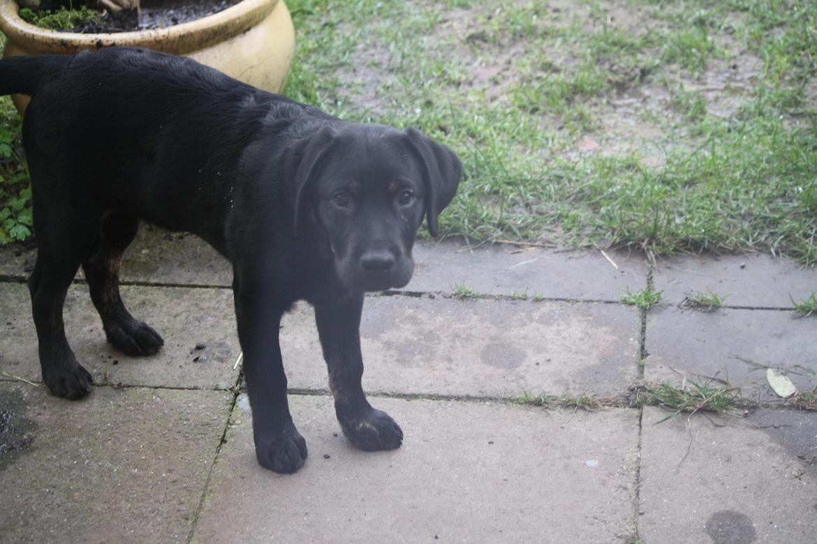 Blanding af racer Bane (*Bain*) billede 3