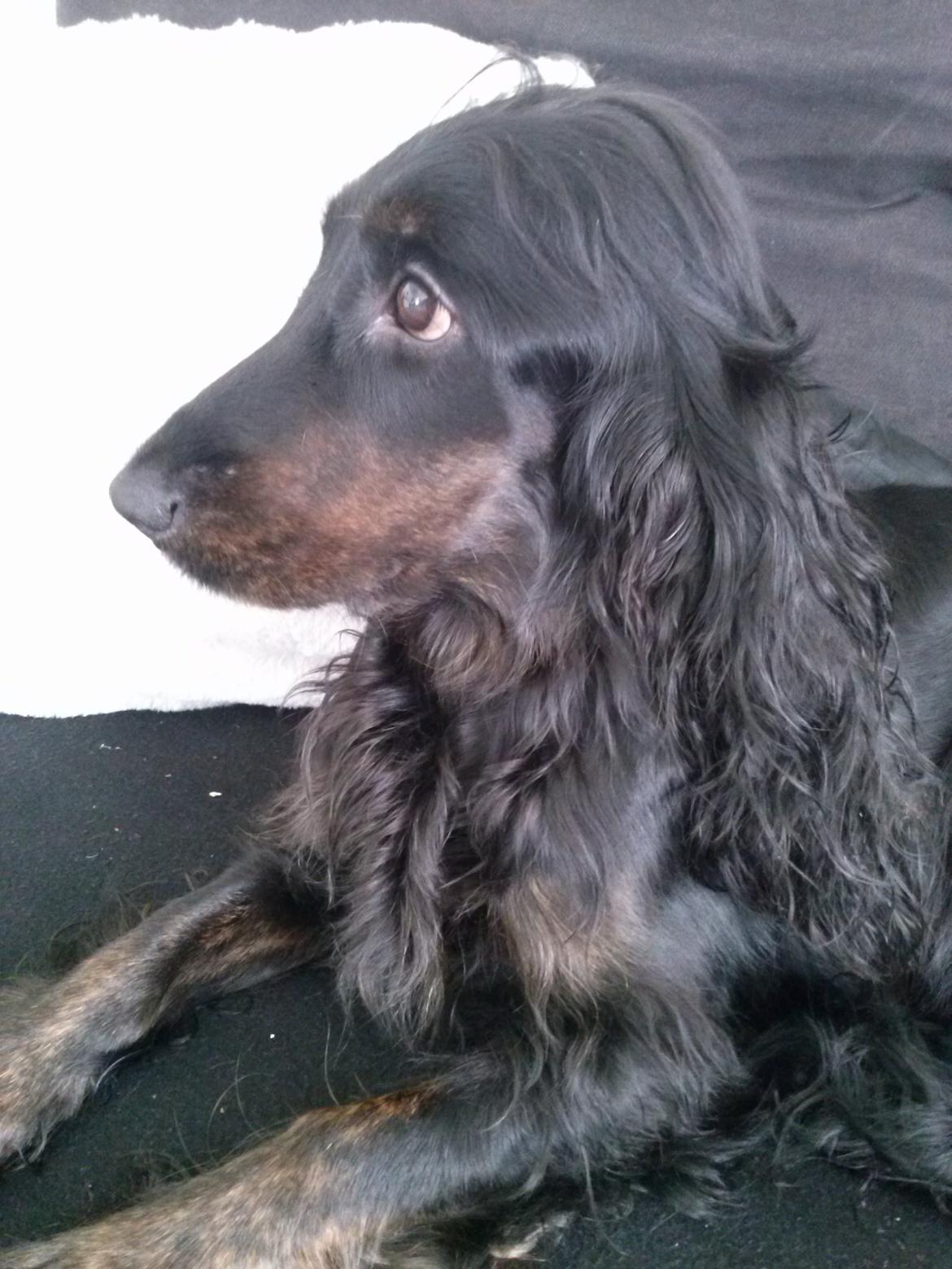 Cocker spaniel Mika (Himmel hund) billede 1