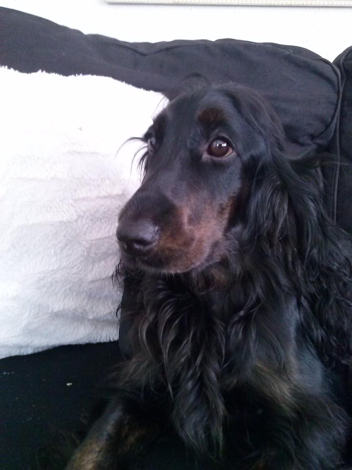 Cocker spaniel Mika (Himmel hund) billede 2