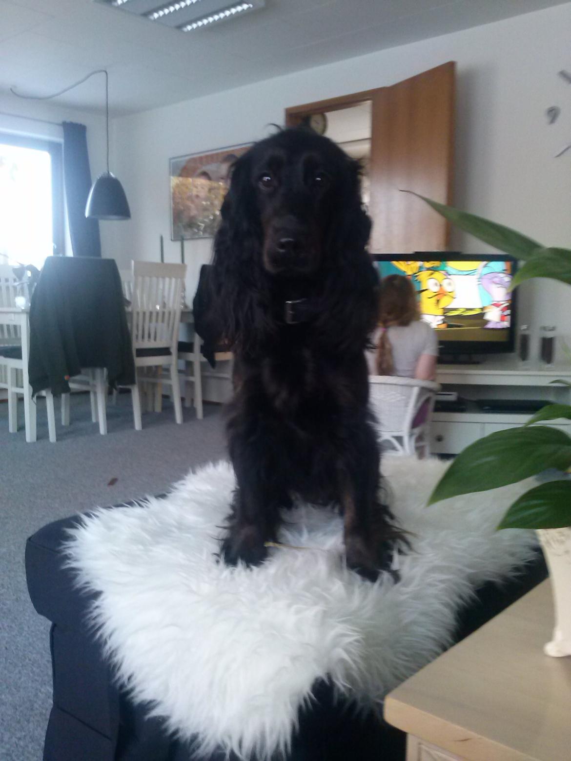 Cocker spaniel Mika (Himmel hund) billede 3