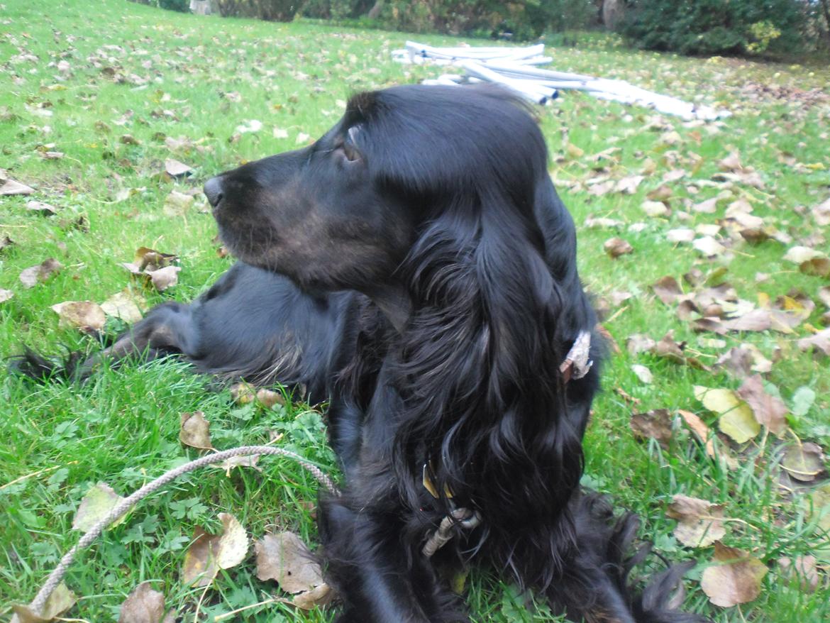 Cocker spaniel Mika (Himmel hund) billede 4