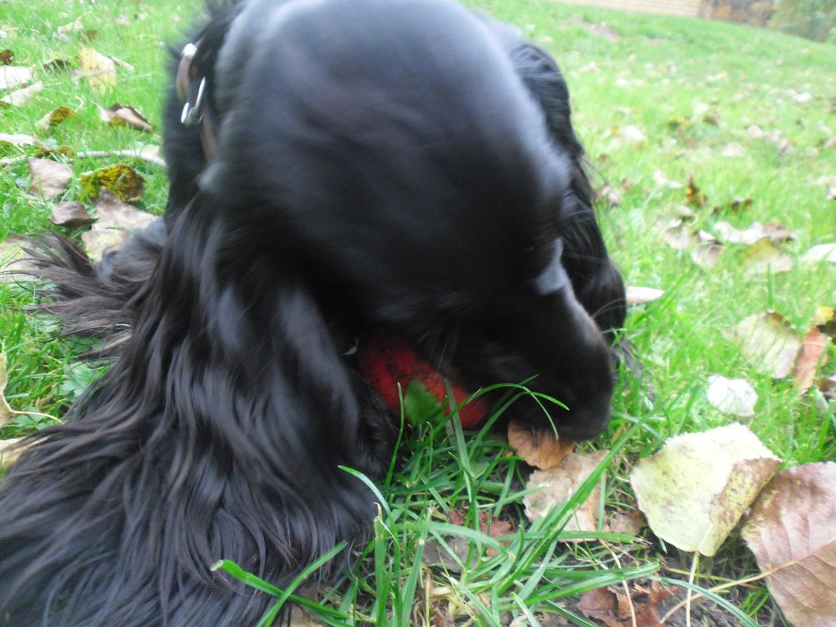 Cocker spaniel Mika (Himmel hund) billede 5