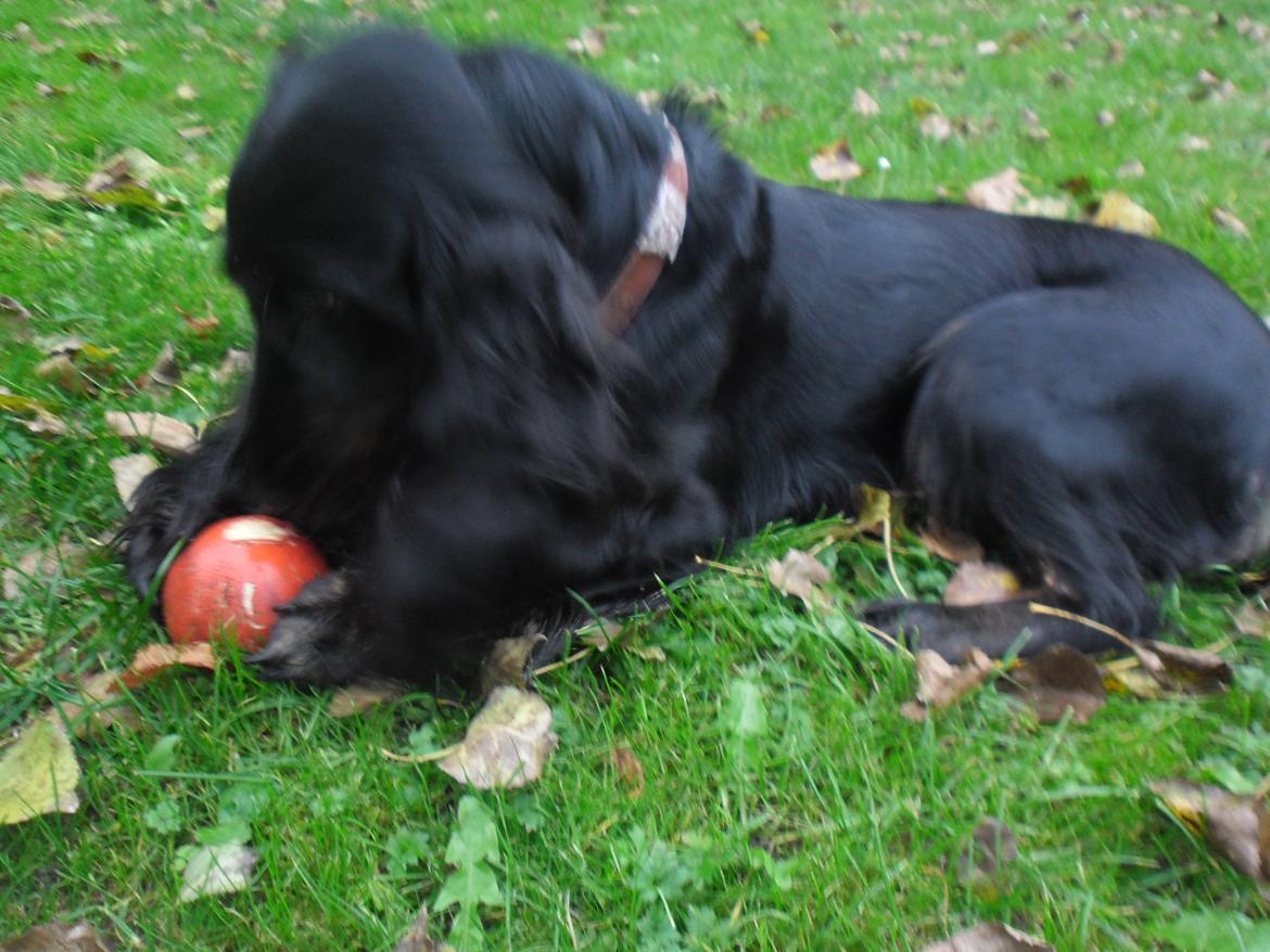 Cocker spaniel Mika (Himmel hund) billede 6