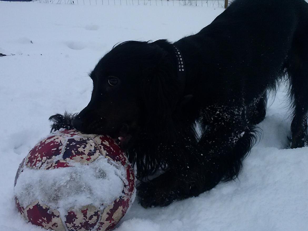Cocker spaniel Mika (Himmel hund) billede 8