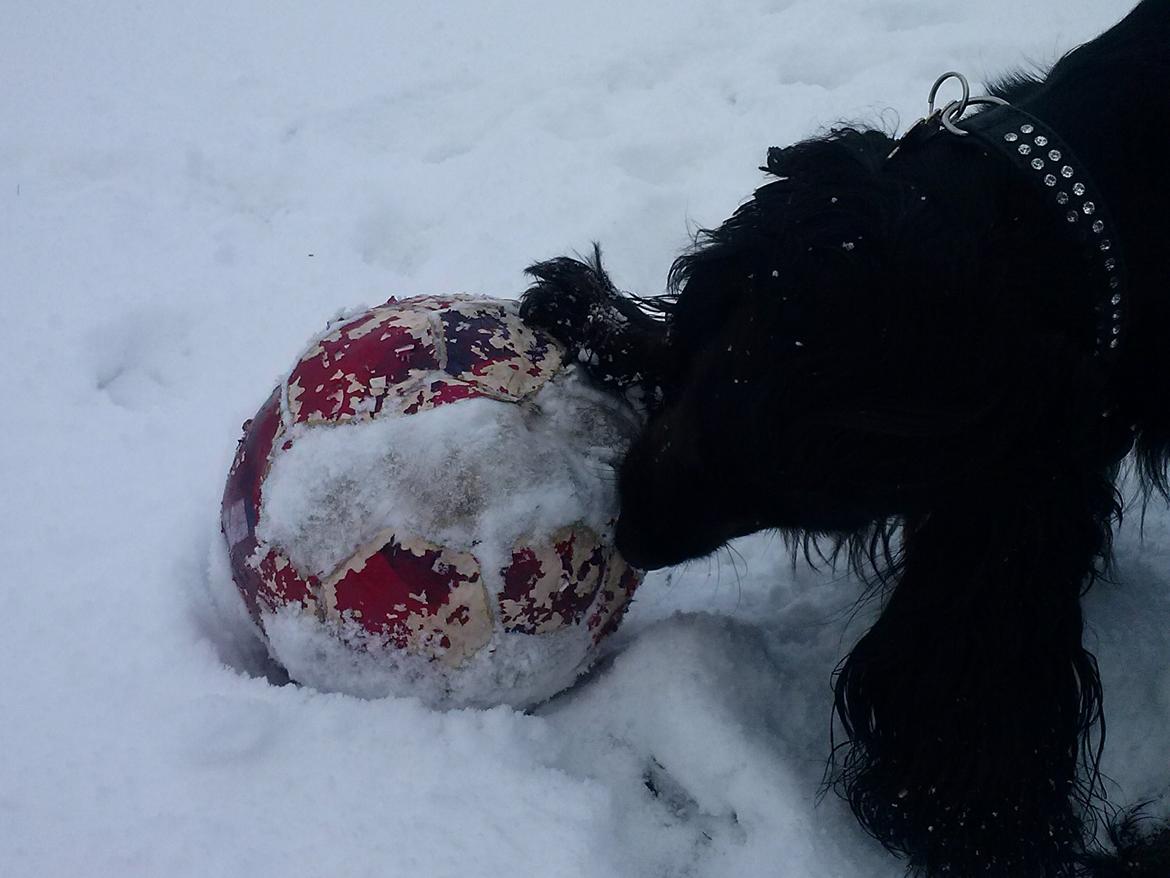 Cocker spaniel Mika (Himmel hund) billede 9