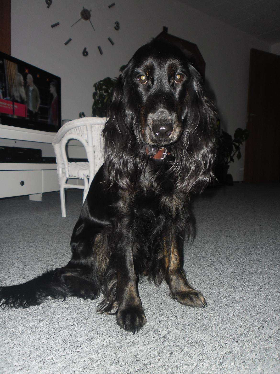 Cocker spaniel Mika (Himmel hund) billede 10