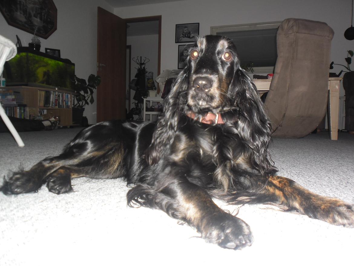 Cocker spaniel Mika (Himmel hund) billede 11