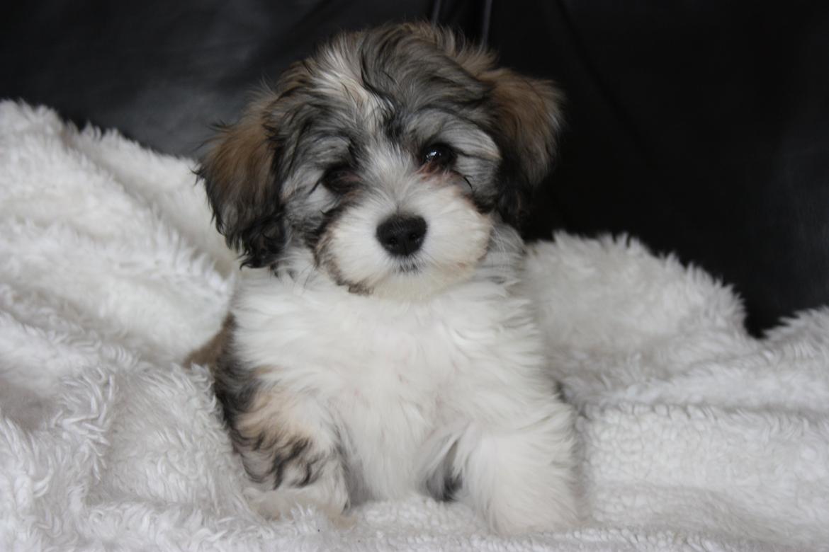 Bichon havanais Elvis billede 1