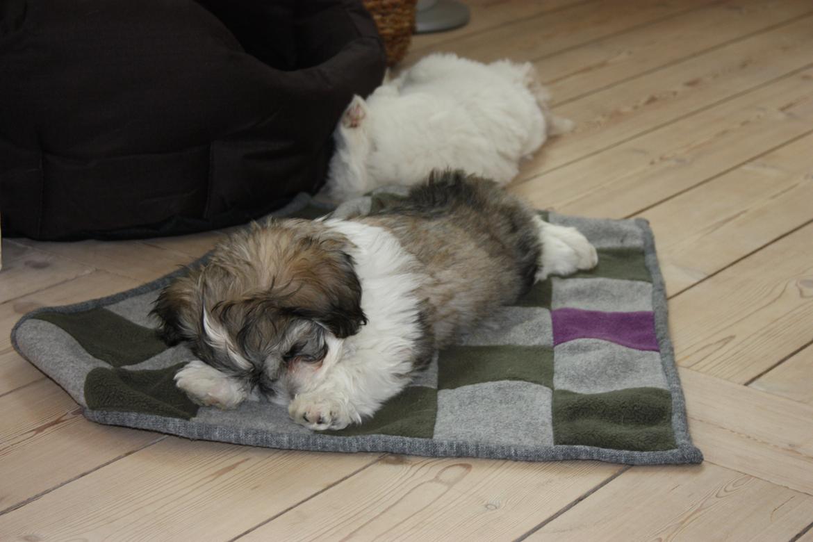 Bichon havanais Elvis billede 2