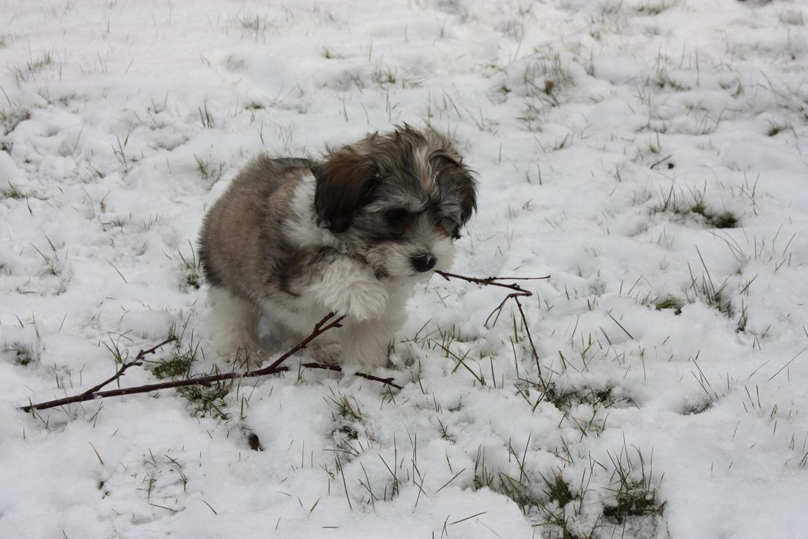 Bichon havanais Elvis billede 3