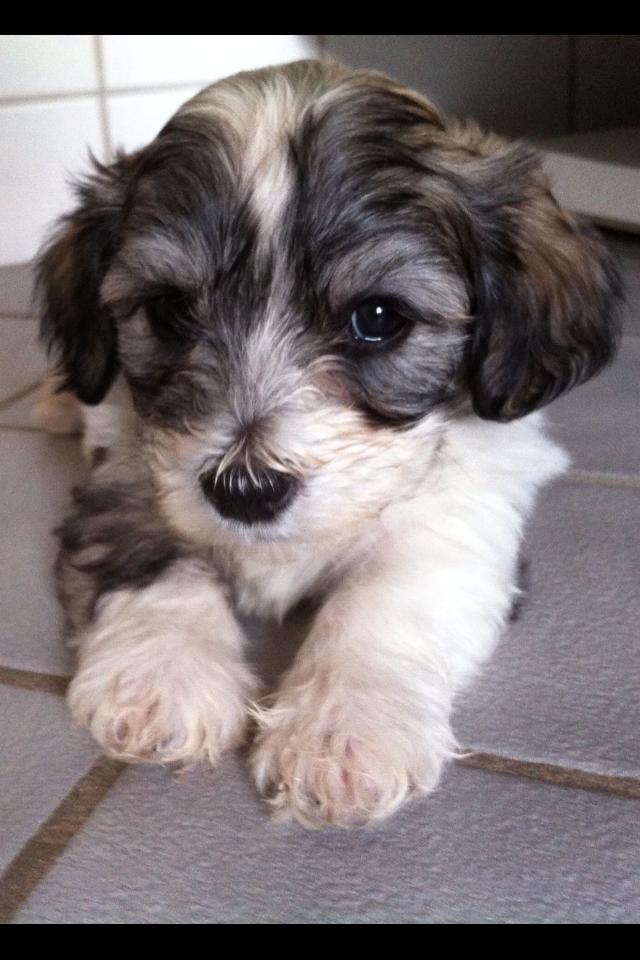 Bichon havanais Elvis billede 4