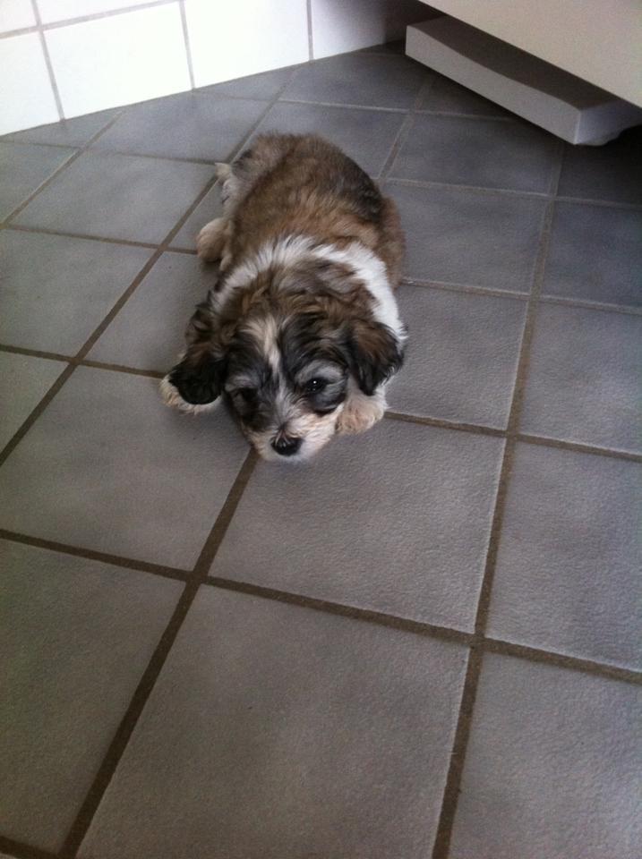 Bichon havanais Elvis billede 5