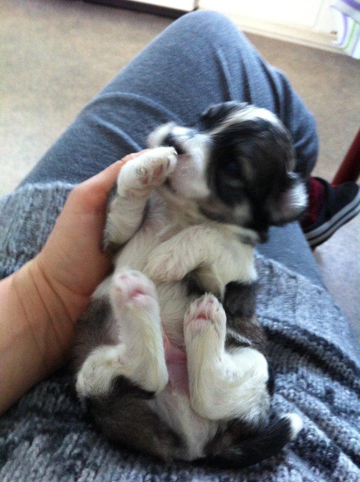 Bichon havanais Elvis billede 6