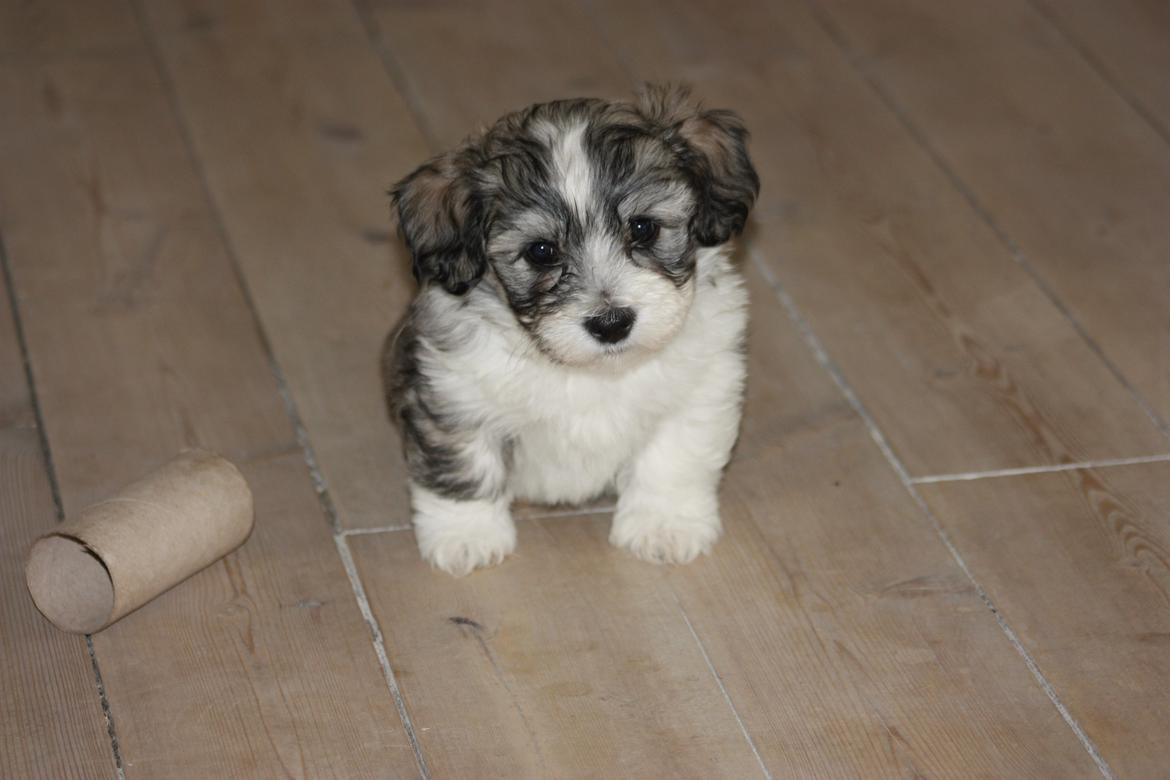 Bichon havanais Elvis billede 7