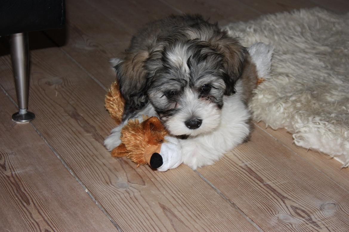 Bichon havanais Elvis billede 8