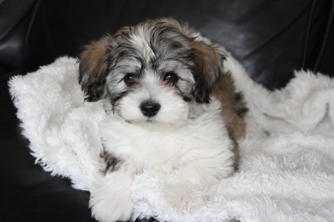 Bichon havanais Elvis billede 9